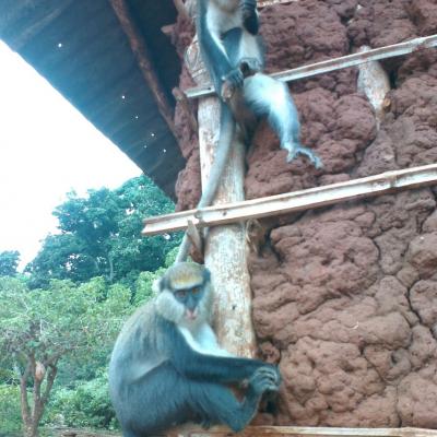 Monkey Sanctuary 11 20160520 2087204529