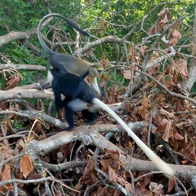 Monkey Sanctuary 12 20160520 1296677608