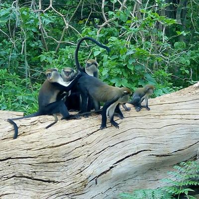 Monkey Sanctuary 13 20160520 2028039094
