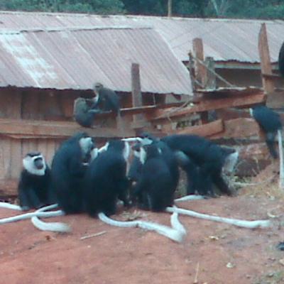 Monkey Sanctuary 14 20160520 1993205590