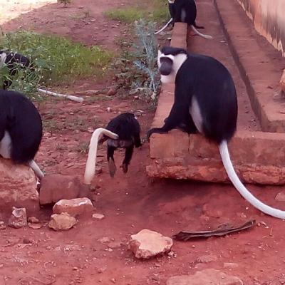 Monkey Sanctuary 17 20160520 1252801219