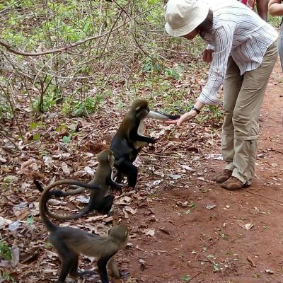 Monkey Sanctuary 2 20160520 1722114342