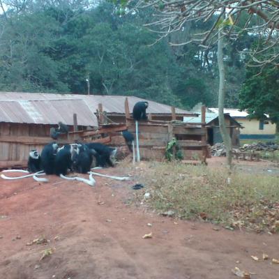Monkey Sanctuary 24 20160520 1611264300