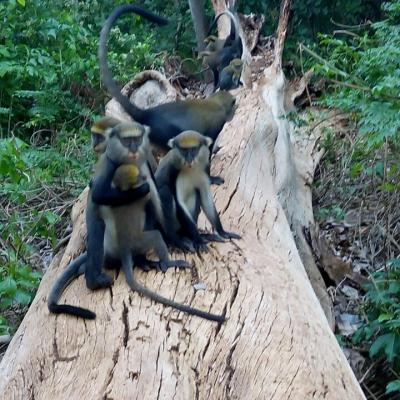 Monkey Sanctuary 4 20160520 1324555099