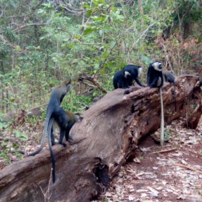 Monkey Sanctuary 7 20160520 2021836893