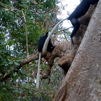 Monkey Sanctuary 9 20160520 1354174679