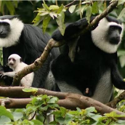 Monkeys In The Wild
